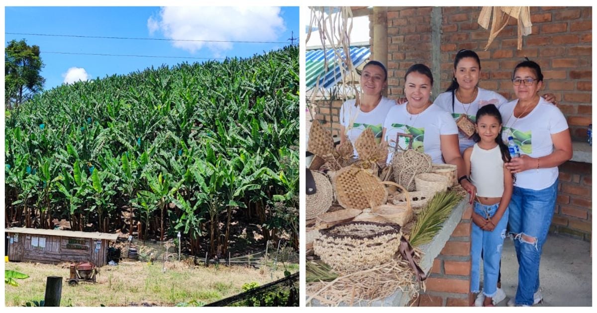 'Las manos detrás de Natuchips': el proyecto productivo en Belén de Umbría liderado por 90 mujeres