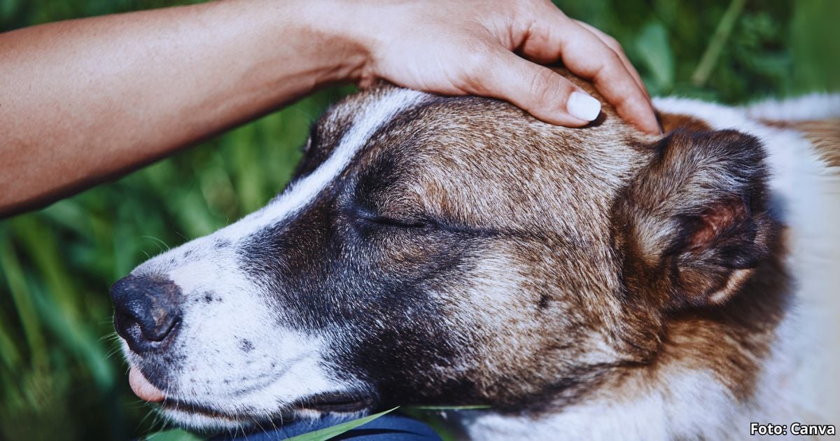 ¿Acariciar los testículos de su perro es una muestra de afecto? Esto dicen los expertos