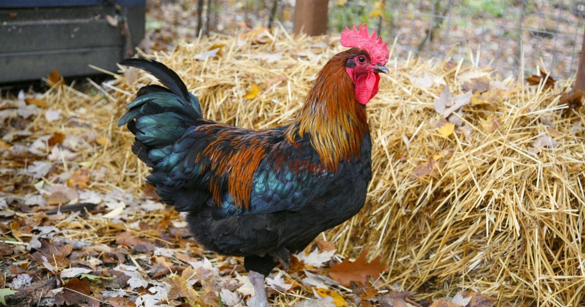 En Venezuela ganó el gallo pinto (II)