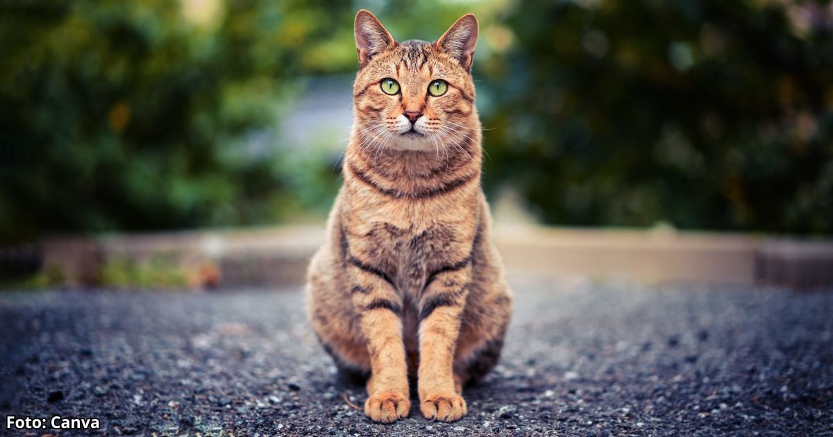 Esta es la verdad sobre las vidas de los gatos y por qué tienen 7 o 9 según de donde provengan