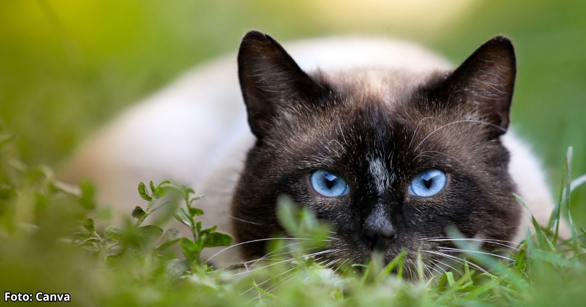 vidas de los gatos  - Esta es la verdad sobre las vidas de los gatos y por qué tienen 7 o 9 según de donde provengan