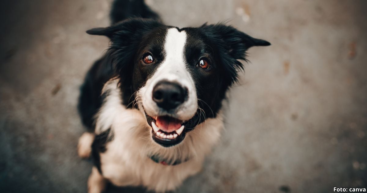 ¿Los perros ven todo a blanco y negro? Esta es la sorprendente afirmación de la ciencia