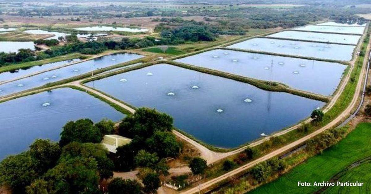 Pescado Casanare - Con grandes estanques artificiales, Casanare busca vender carne de pescado fuera de Colombia