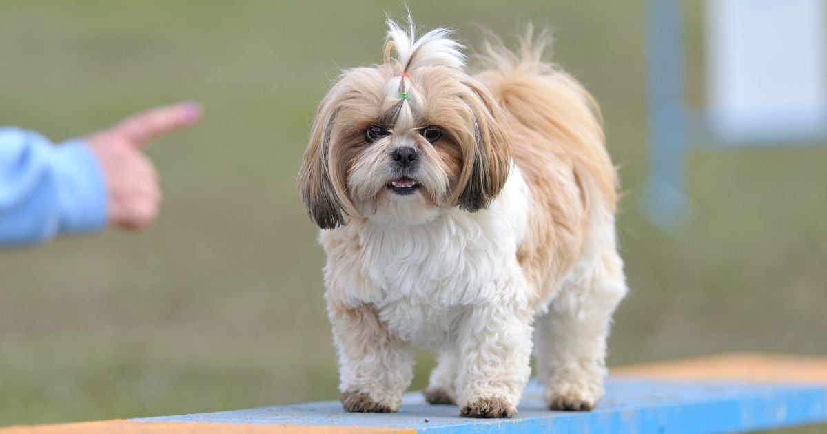 razas de perro - Las 3 razas de perro perfectas para personas alérgicas; le ahorran más de un estornudo