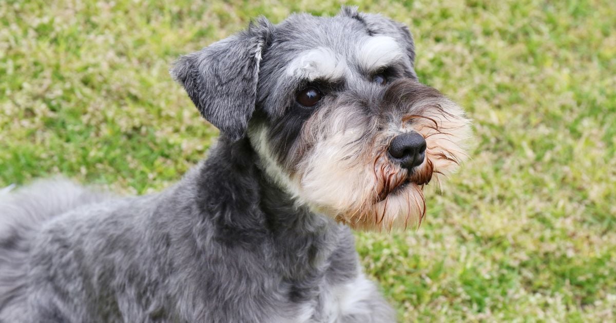 razas de perro - Las 3 razas de perro perfectas para personas alérgicas; le ahorran más de un estornudo