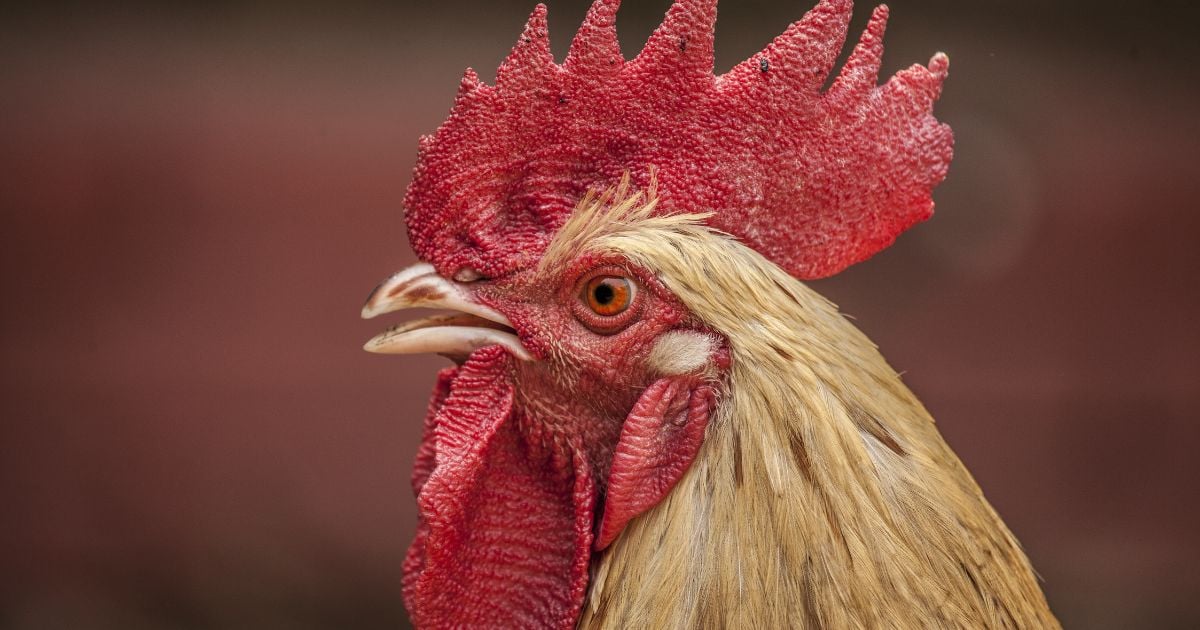 Ganó el gallo pinto: tercera parte