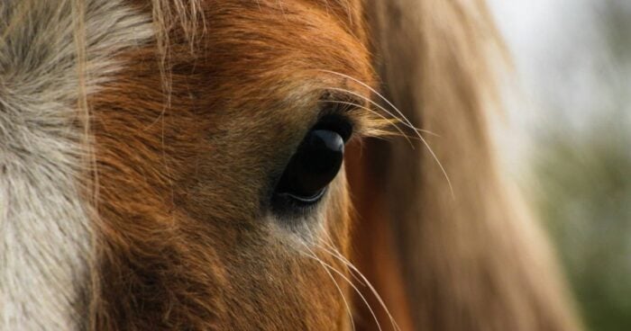  - Terapia con caballos: la nueva moda entre altos gerentes