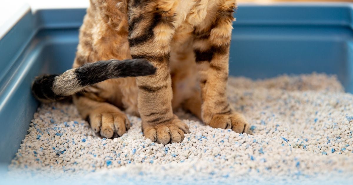 arena de gato - Siete trucos para que la arena de gato le dure más y se ahorre unos buenos pesos