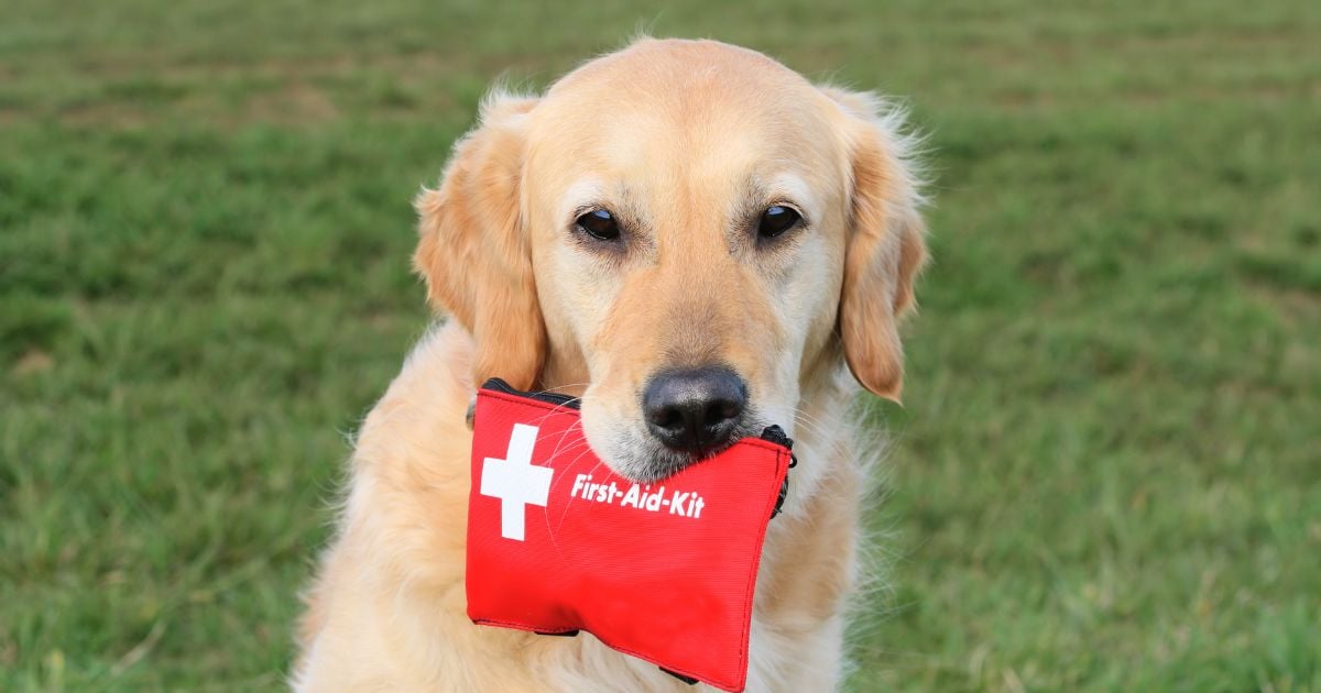 Este es el producto que si o si debe tener en el botiquín de su mascota; podría salvarle la vida