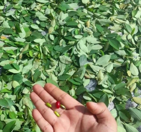  - Las cocalletas: las galletas de coca se tomaron el Guaviare