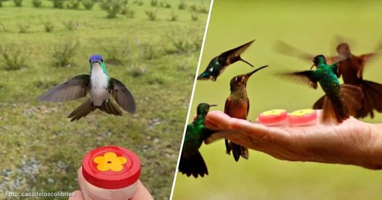 Casa de los colibríes - Este es el santuario de colibríes en Antioquia para disfrutar de las aves y la naturaleza