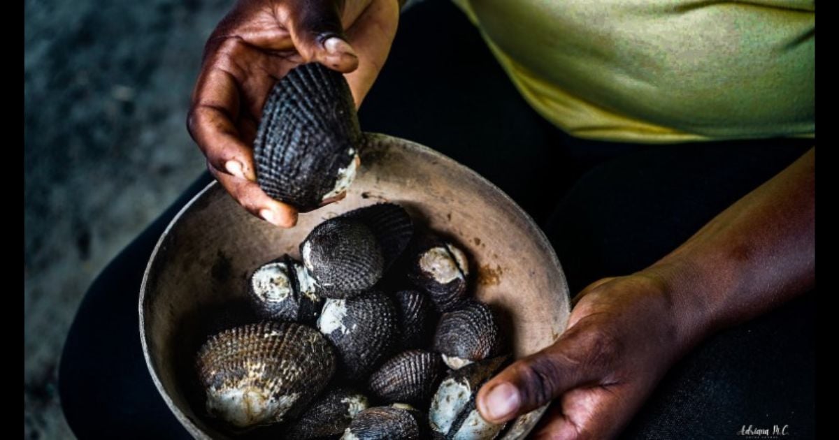 {Relatos de Poder Femenino del Pacífico} Piangüeras de Tumaco protegen manglares y soberanía alimentaria