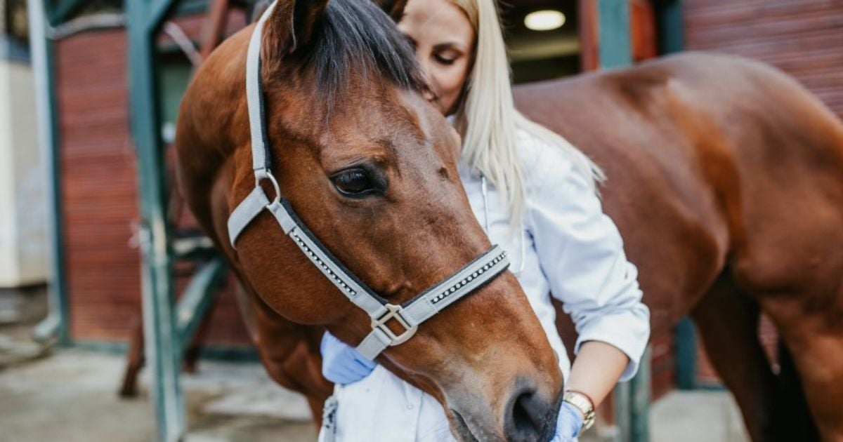 ¿Por qué se está poniendo de moda la terapia con caballos entre altos gerentes de empresas?