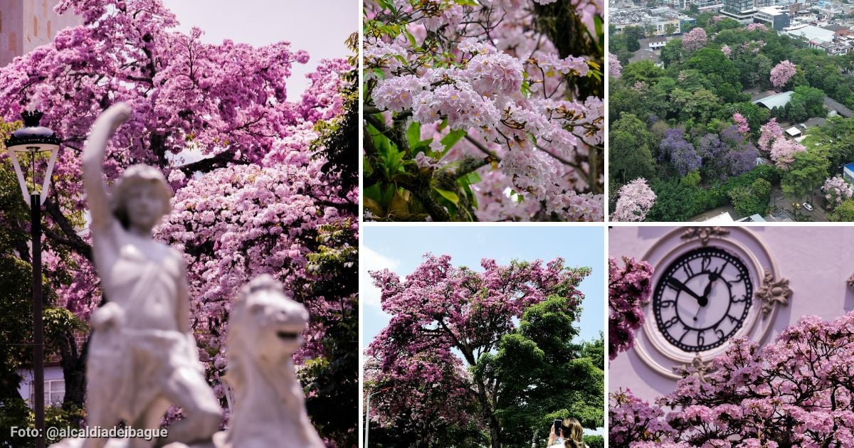 Por qué Ibagué se viste de rosado dos veces al año y cómo disfrutar de este espectáculo