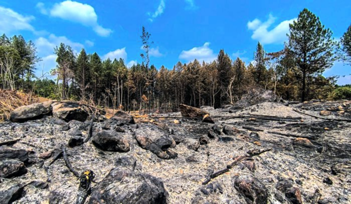  - ¡El desastre ya está aquí! La naturaleza agoniza, y todos miran en el Norte del Cauca...