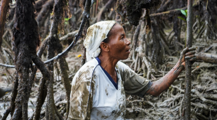  - Piangüeras de Tumaco protegen manglar y soberanía alimentaria