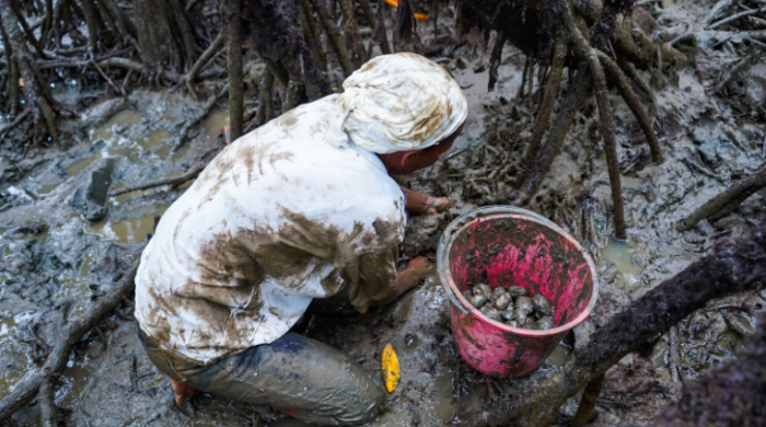  - Piangüeras de Tumaco protegen manglar y soberanía alimentaria