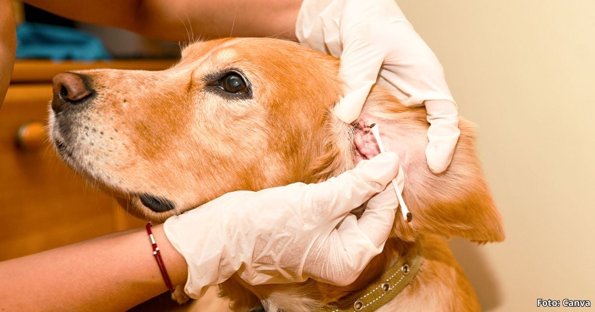 Los dos ingredientes mágicos que necesita para que los oídos de sus mascotas estén relucientes