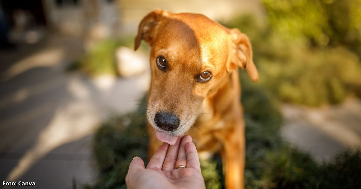 su perro lo lame - ¿Por qué su perro lo lame? No sería solo por cariño