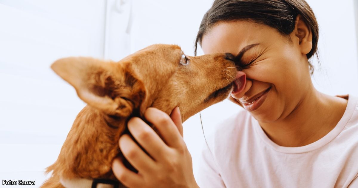 ¿Cuál es la verdadera razón de que su perro lo lame? No sería solo por cariño