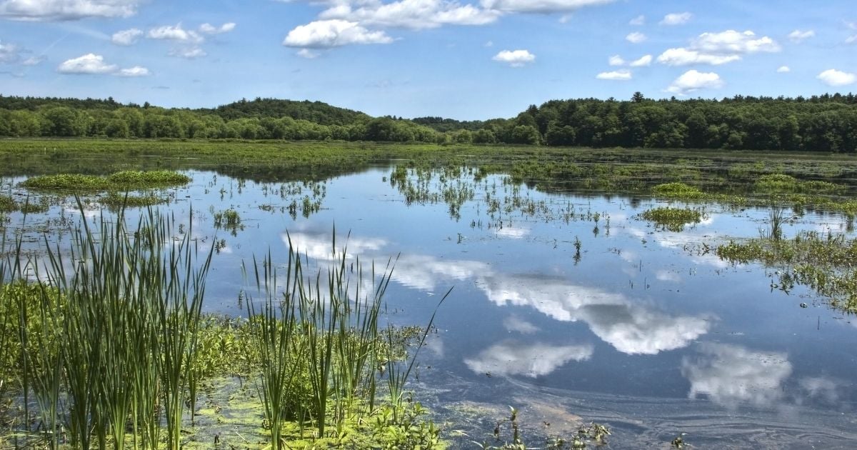 Los humedales son patrimonios naturales por la UNESCO, pero ¿qué dice la COP16?