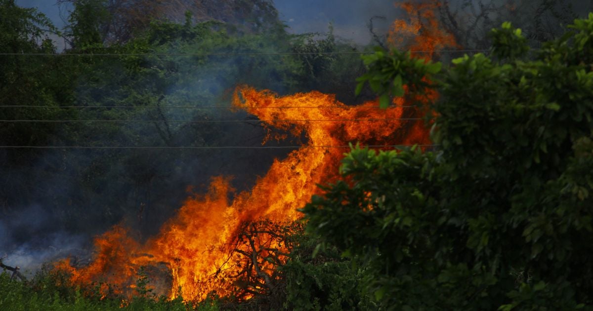 Educación ambiental e incendios forestales