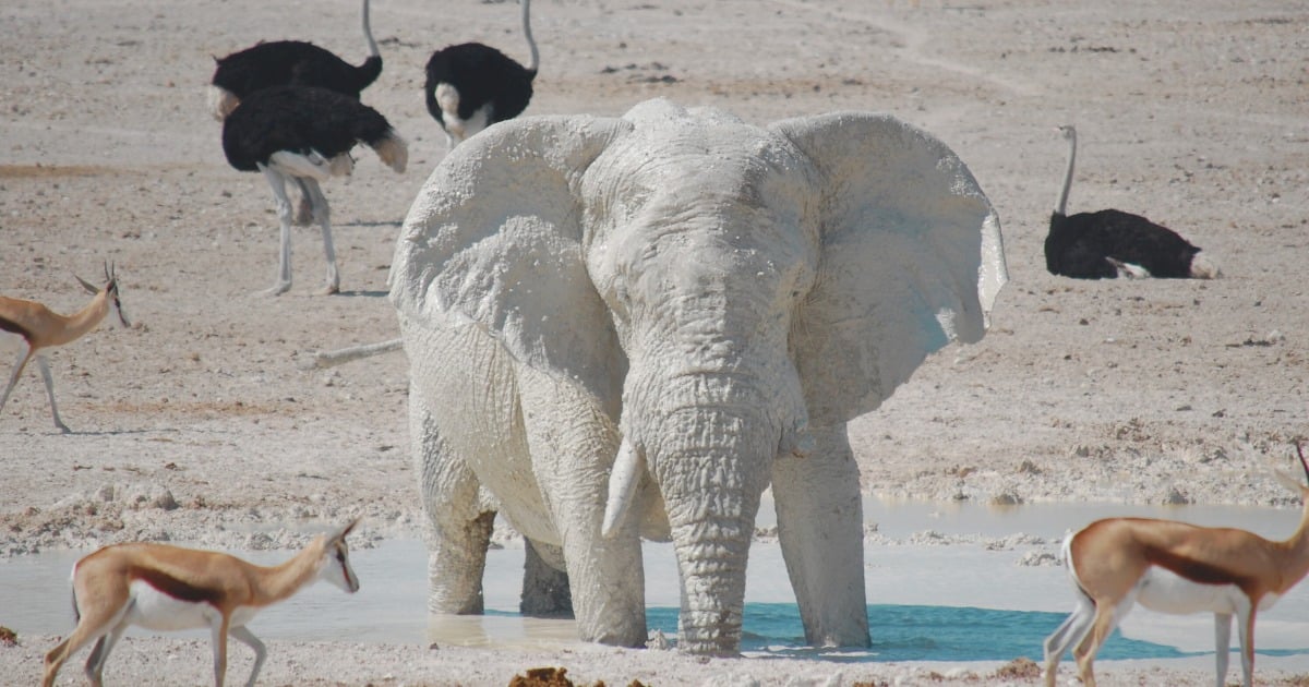 ¿De dónde viene el término 'elefante blanco'? Esta es la historia de la frase que más indigna en Colombia