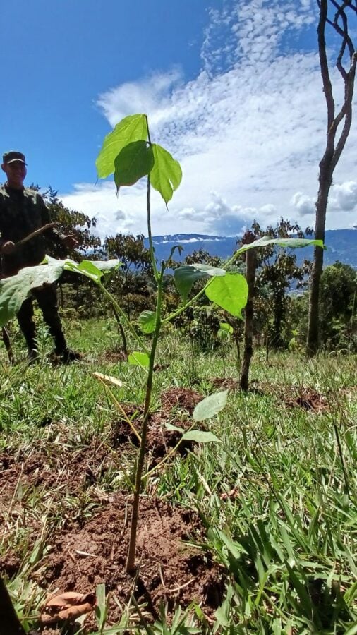  - El Freedom Festival siembra 1000 árboles logrando una captura de 99 toneladas de CO2 anual