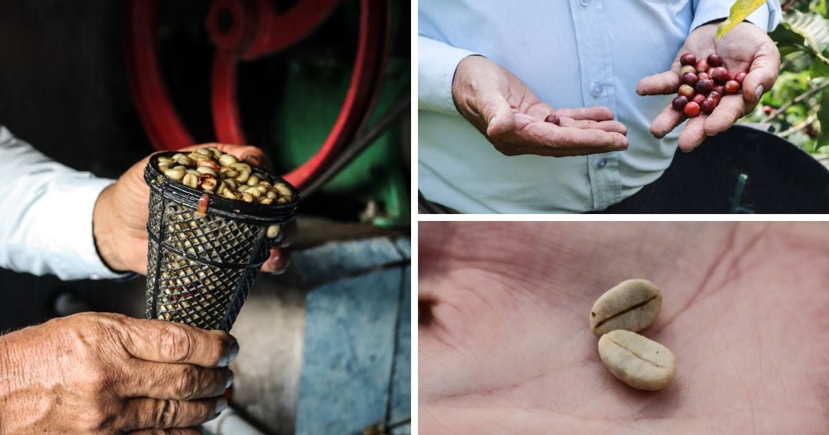 El escondido pueblo de Caldas que es cuna de  cafés selectos que se exportan para el mundo