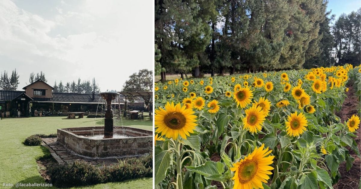 El hermoso campo de girasoles cerca de Bogotá que puede visitar por menos de $50 mil