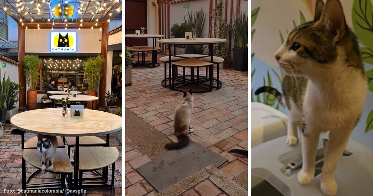 El café en Bogotá diseñado para comer rico y pasar tiempo con gatos