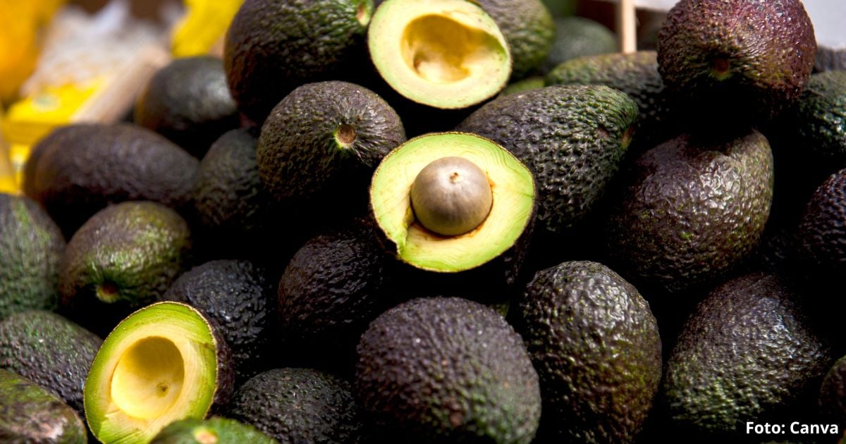 El truco infalible para conservar los aguacates después de abiertos; los mantiene frescos