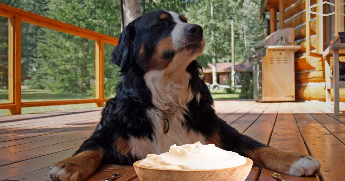 Los beneficios de darle yogurt griego a su perro explicados por expertos