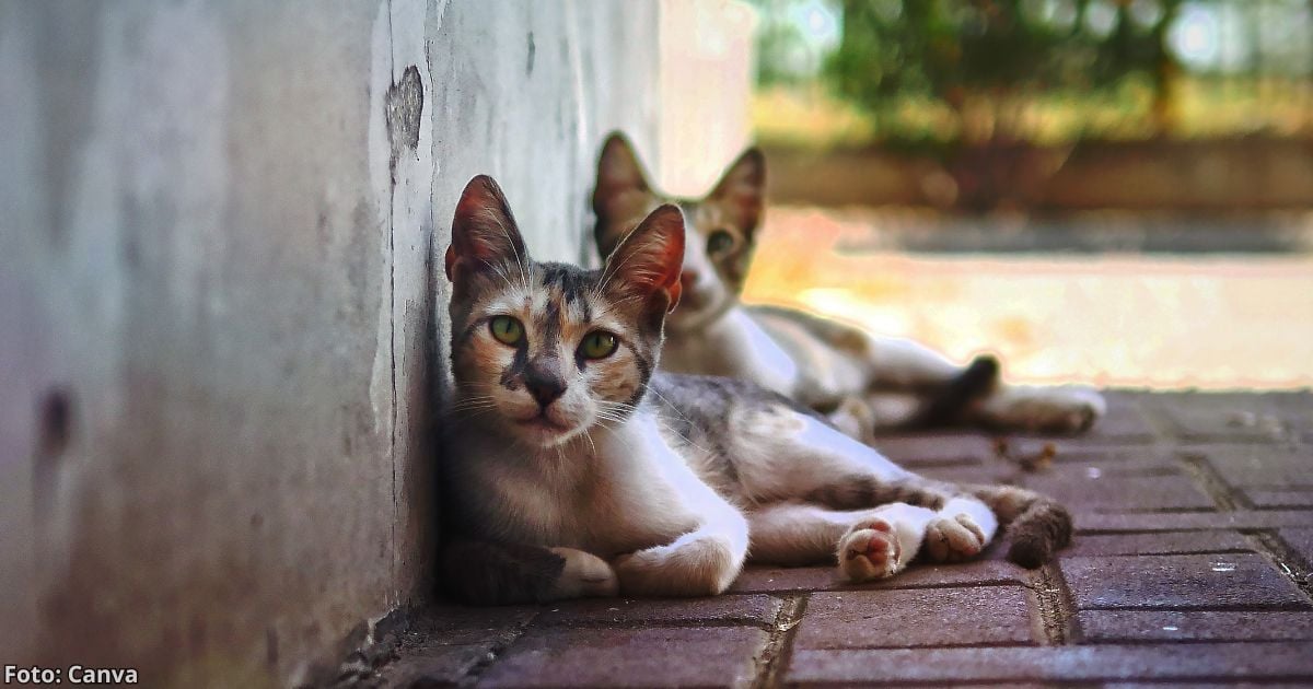 Esta es la sorprendente verdad detrás de los gatos callejeros ¿Viven más que uno doméstico?