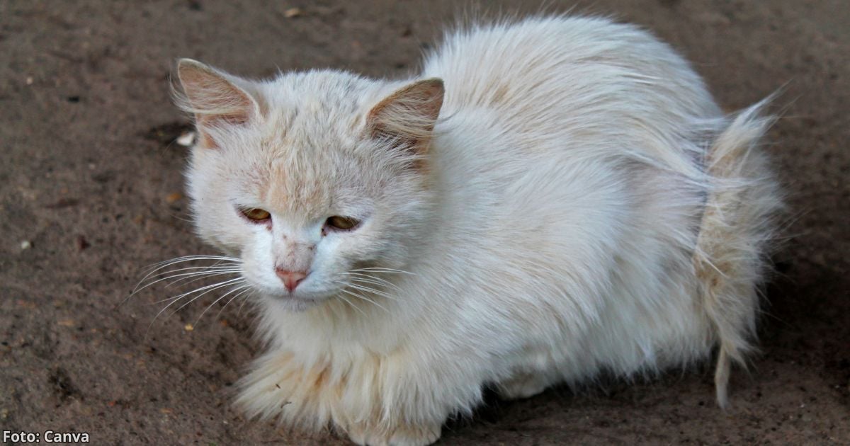 gatos callejeros - ¿Los gatos callejeros viven más que uno doméstico? Esta es la sorprendente verdad detrás