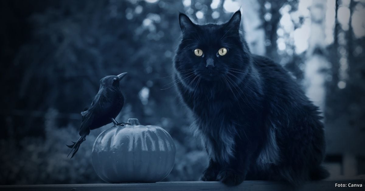 gatos en Halloween - Los riesgos que corren sus gatos en Halloween: conozca las precauciones que debe tener