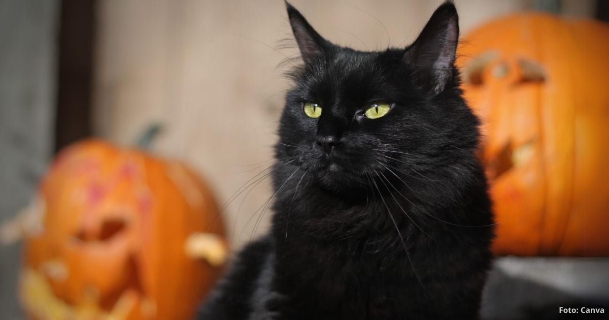 Estos son los riesgos que corren sus gatos en Halloween: conozca las precauciones que debe tener