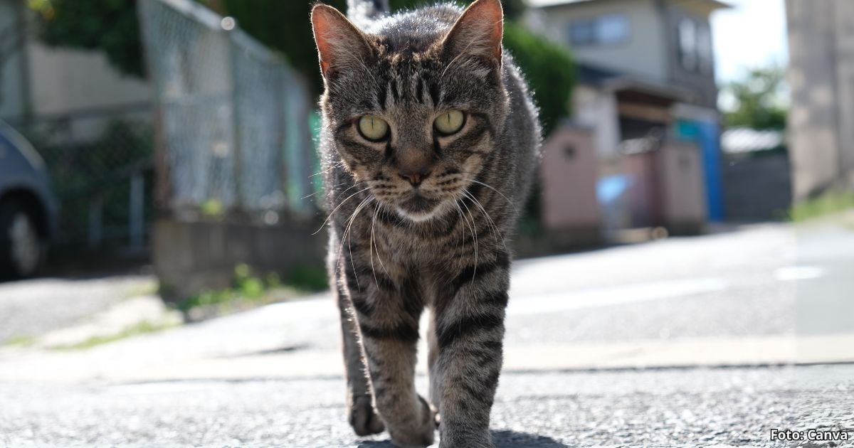 Este es el misterioso instinto que hace que los gatos regresen a casa sin importar lo lejos que estén