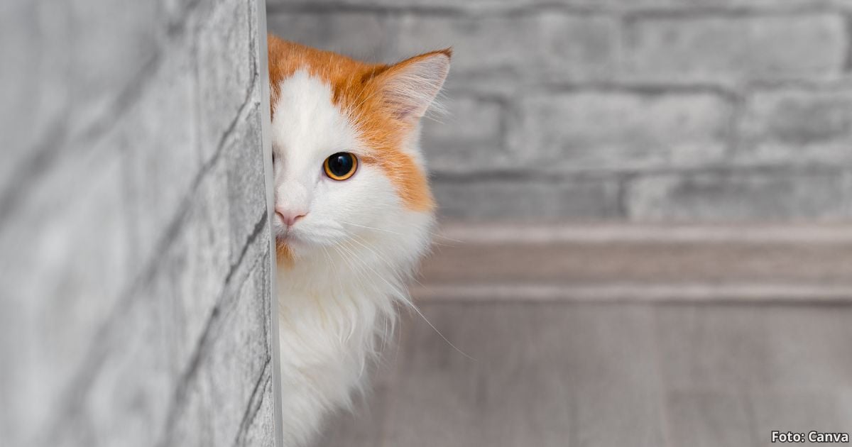 La curiosa razón por la que sus gatos se esconden cuando llegan visitas a la casa