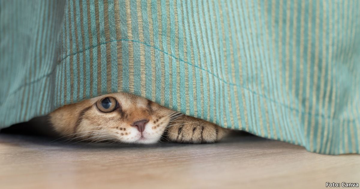 gatos - La curiosa razón por la que sus gatos se esconden cuando llegan visitas a la casa