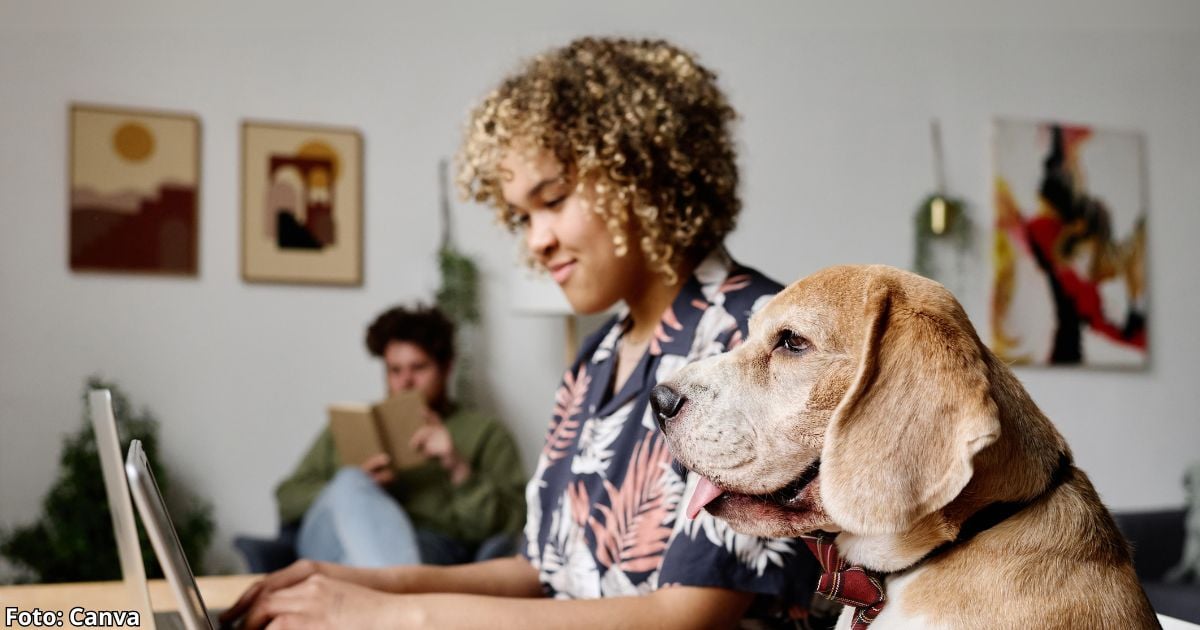 La reforma con la que los colombianos podrían llevar sus perros al trabajo; estos serían los requisitos