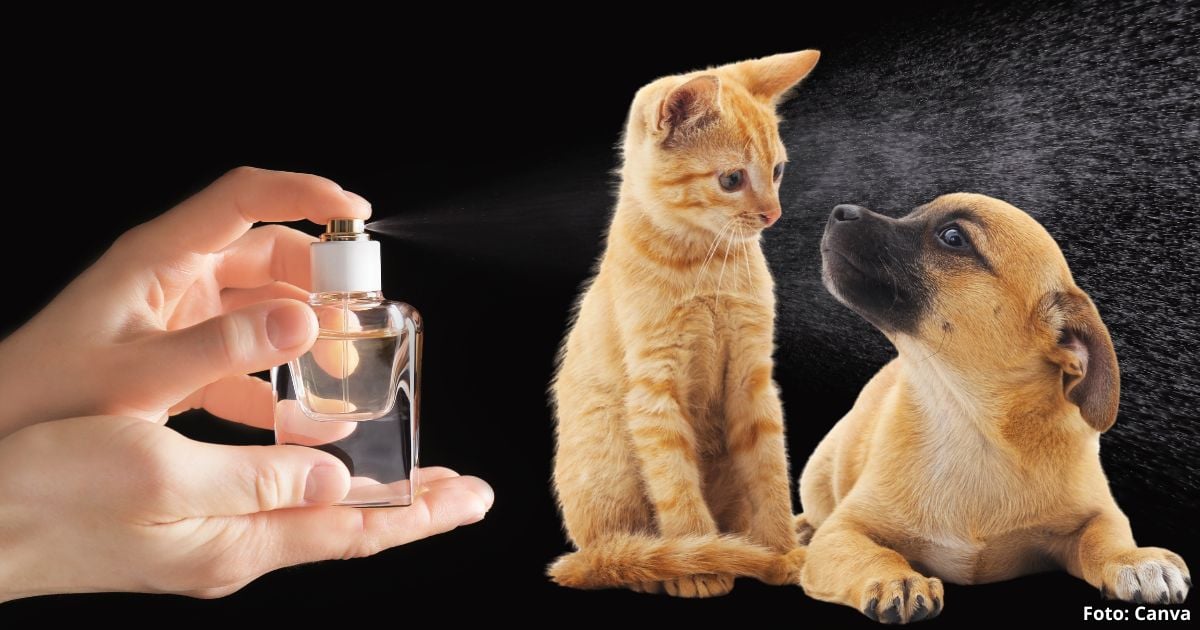 Así puede hacer un delicioso perfume para sus mascotas; es super barato y los relaja