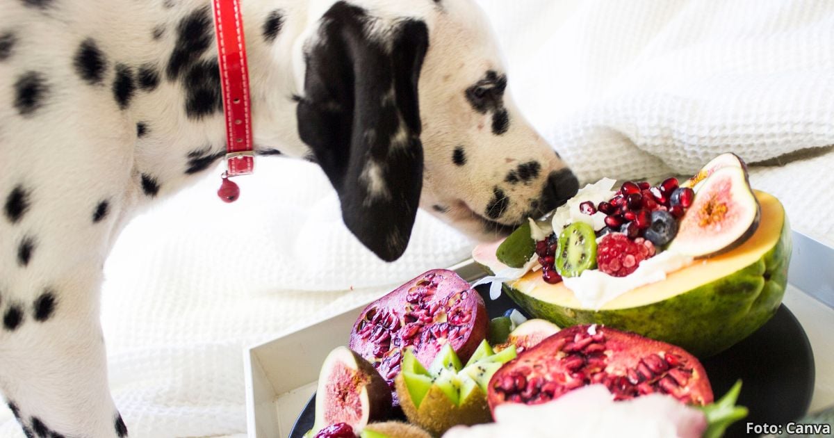 El fruto que debe darle a sus perros para prevenir varias enfermedades; es fácil de conseguir