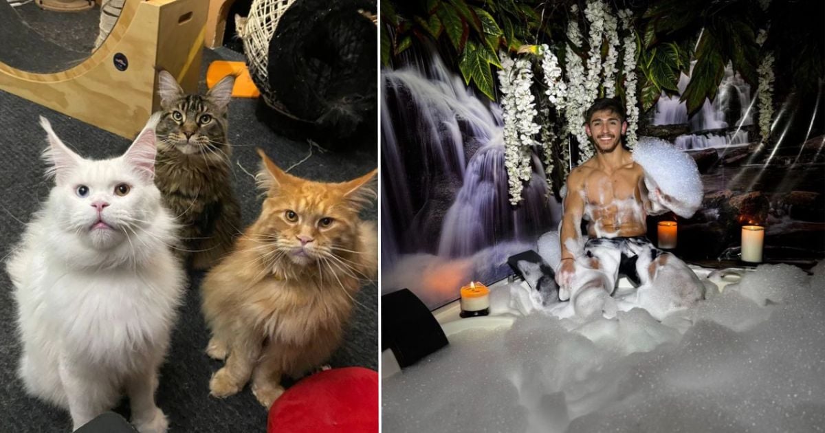 El spa para relajarse y pasar un rato agradable con gatos exoticos, peces y hasta perros