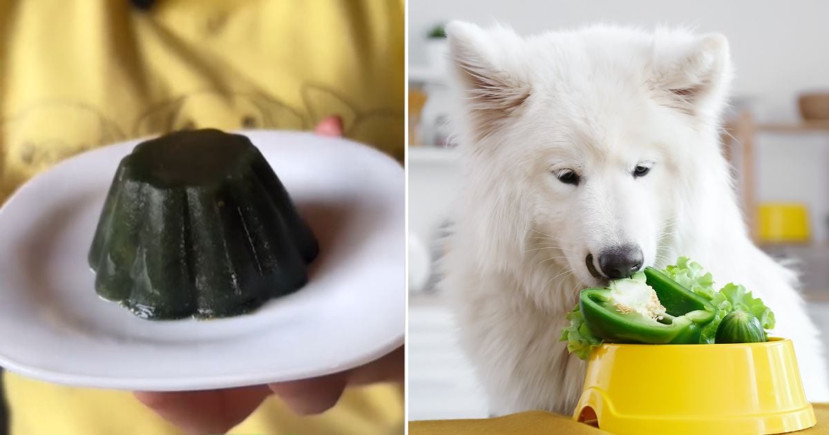 Este es el postre verde y nutritivo que puede hacerle a sus perros; le saldrá muy barato