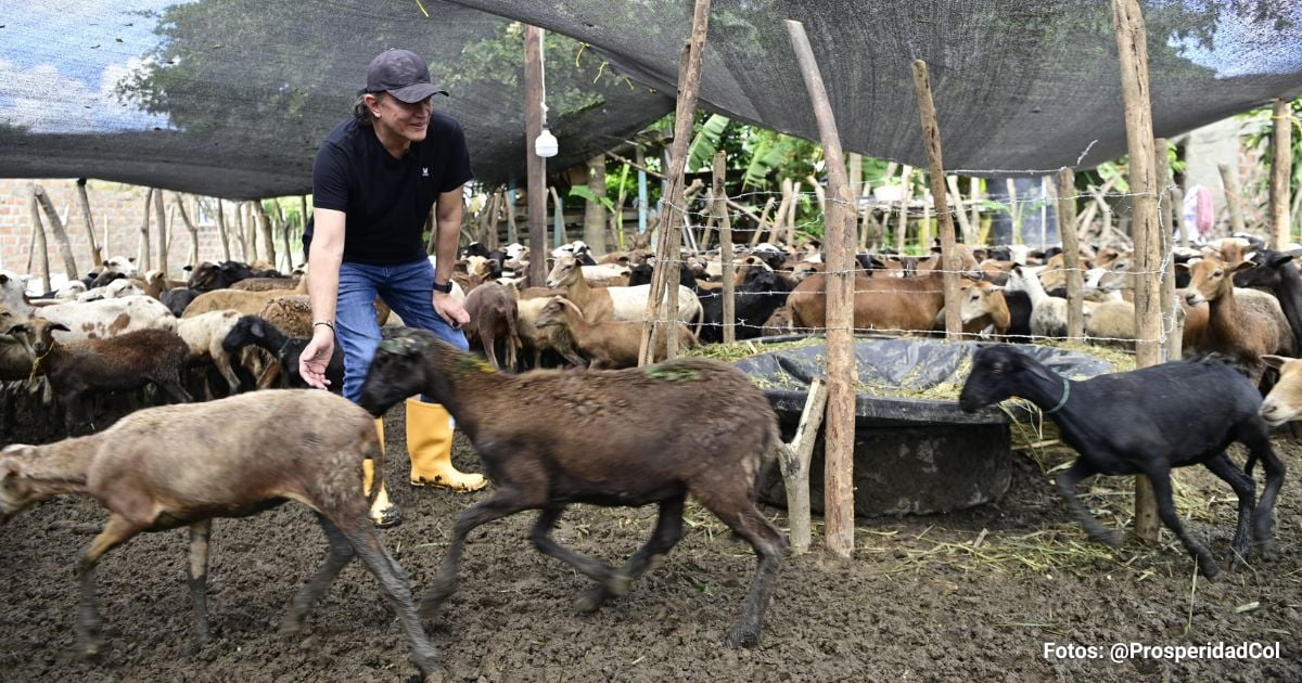 Las 1.500 ovejas que le entregó Gustavo Bolívar a 300 familias en el Magdalena