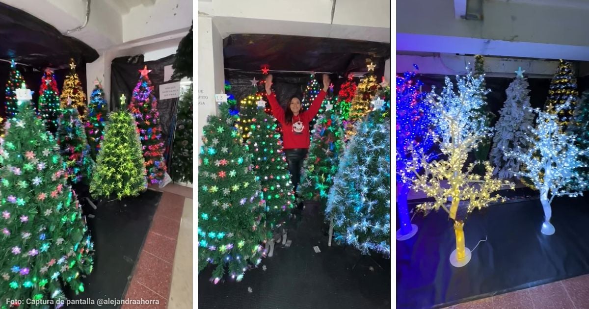 Esta es la bodega oculta en San Victorino para comprar el árbol de navidad perfecto: gran variedad