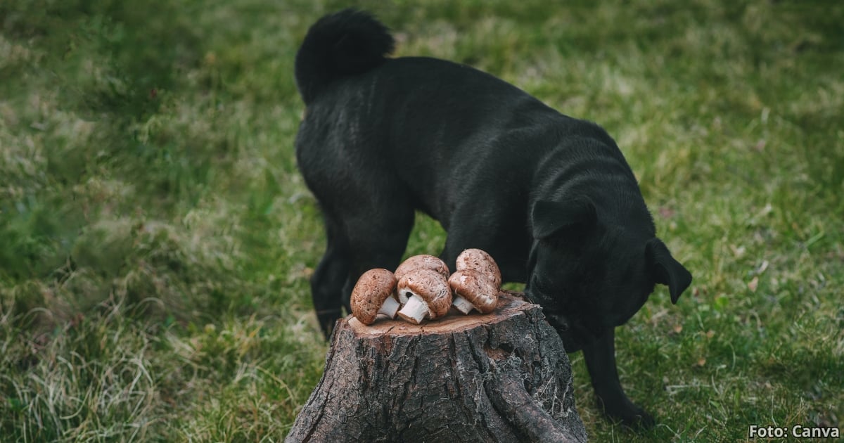 ¿Por qué los champiñones son tan beneficiosos para los perros? Esta es la mejor forma de prepararlos