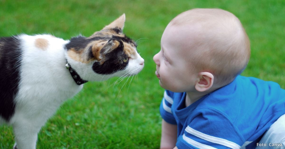 ¿Los gatos son más inteligentes que los bebés? Todo indica que aprenden más rápido