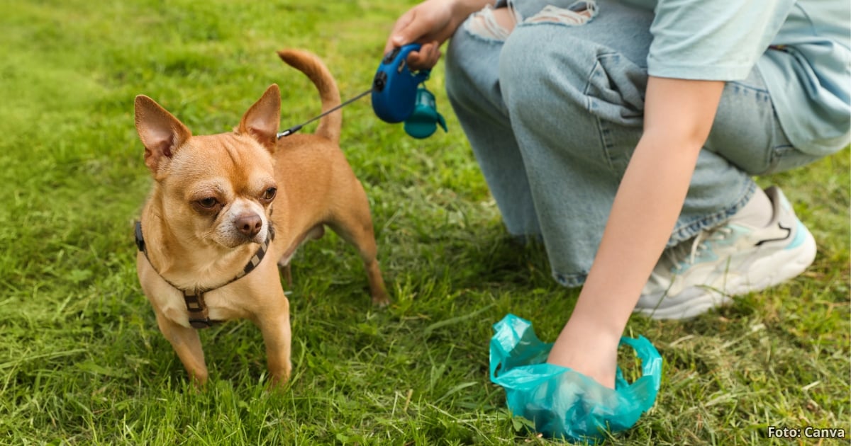 ¿Cuántas veces hace ‘popo’ su perro? Esta es la cantidad que debería para ser un animal sano